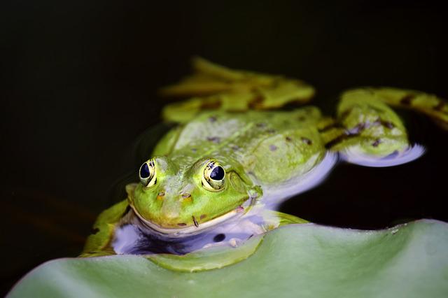 Frog on a lily pad. 